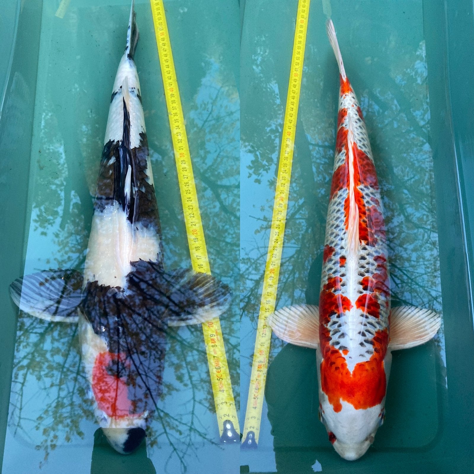BabyKoi van japanse ouders 55-65cm 1-6-26 geboren, Vis, Zoetwatervis, Schoolvis