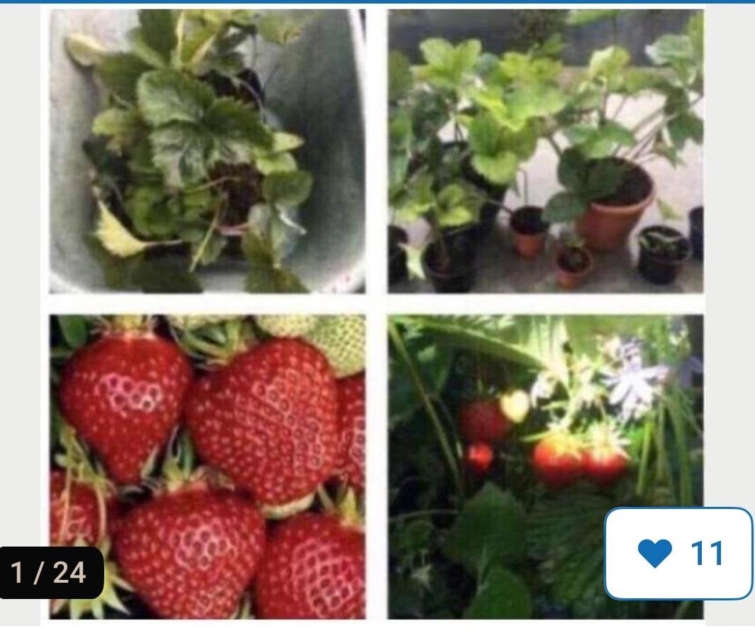 Zoete bio aardbeienplantjes stekjes eigen oogst winterhard, Tuin en Terras, Volle zon, Vaste plant, Ophalen of Verzenden, Fruitplanten