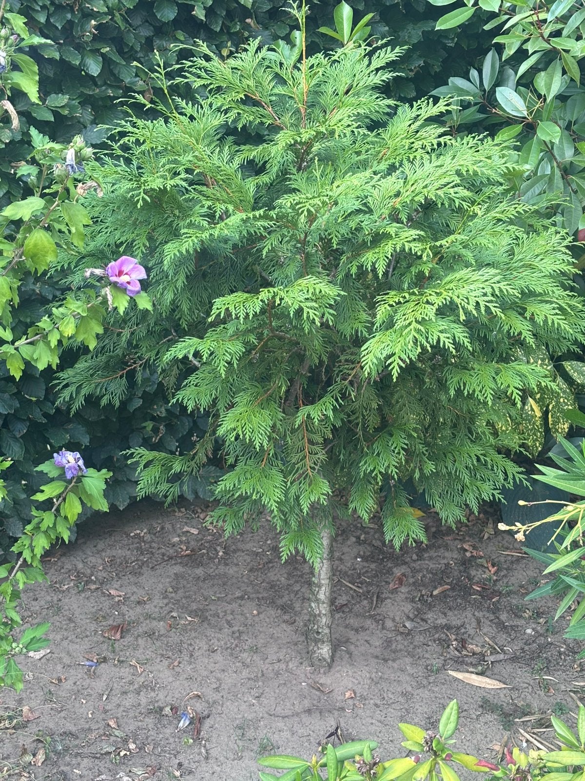 2x conifeer op stam “ bol vormig”, Tuin en Terras, Planten | Bomen, Ophalen, Bloeit niet, Halfschaduw, Overige soorten