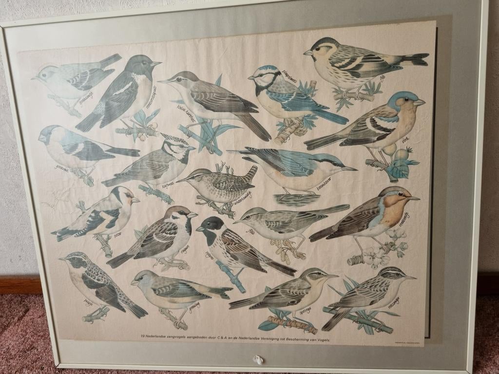 Verzameling Vogels met Namen - Leerzame Ingelijste Plaat, Ophalen