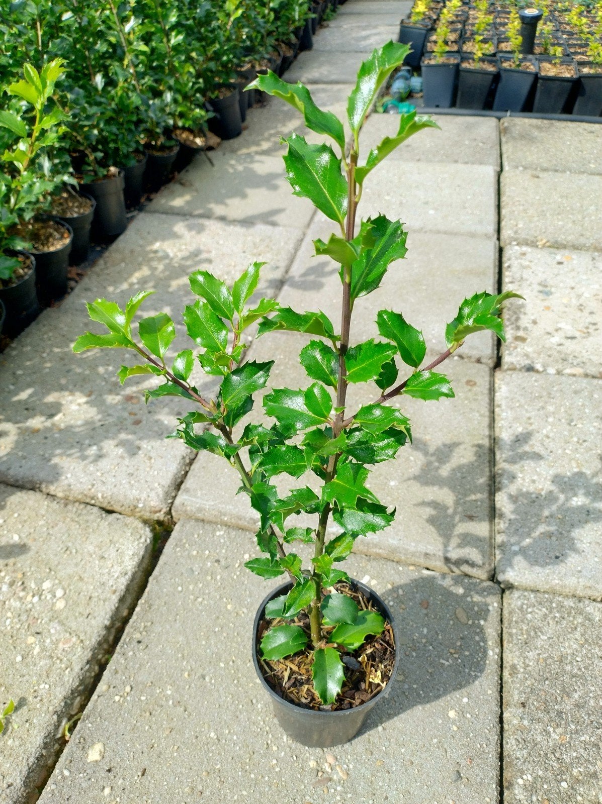 Ilex meserveae Blue Princess. hulst haagplanten P9 en C2, Tuin en Terras, Planten | Struiken en Hagen, Ophalen of Verzenden, Hulst