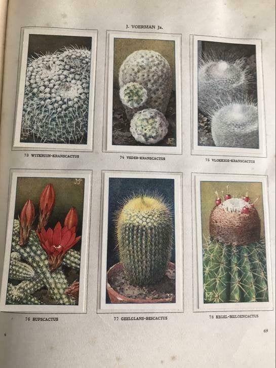 Verkade plaatjes boek Cactussen, Boeken, Prentenboeken en Plaatjesalbums, Ophalen of Verzenden, Gelezen
