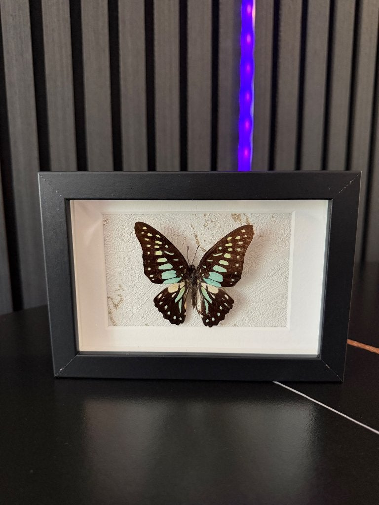 Mooie vlinder in lijst, Eigen ontwerp, Ophalen of Verzenden, 13 cm, 10 cm