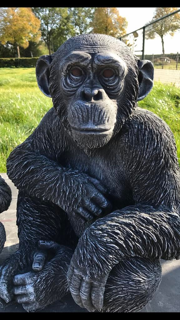 Chimpansee 52cm Chita Bonobo aap mensap Apen Gorilla monkey, Ophalen of Verzenden, Nieuw, Beton, Dierenbeeld
