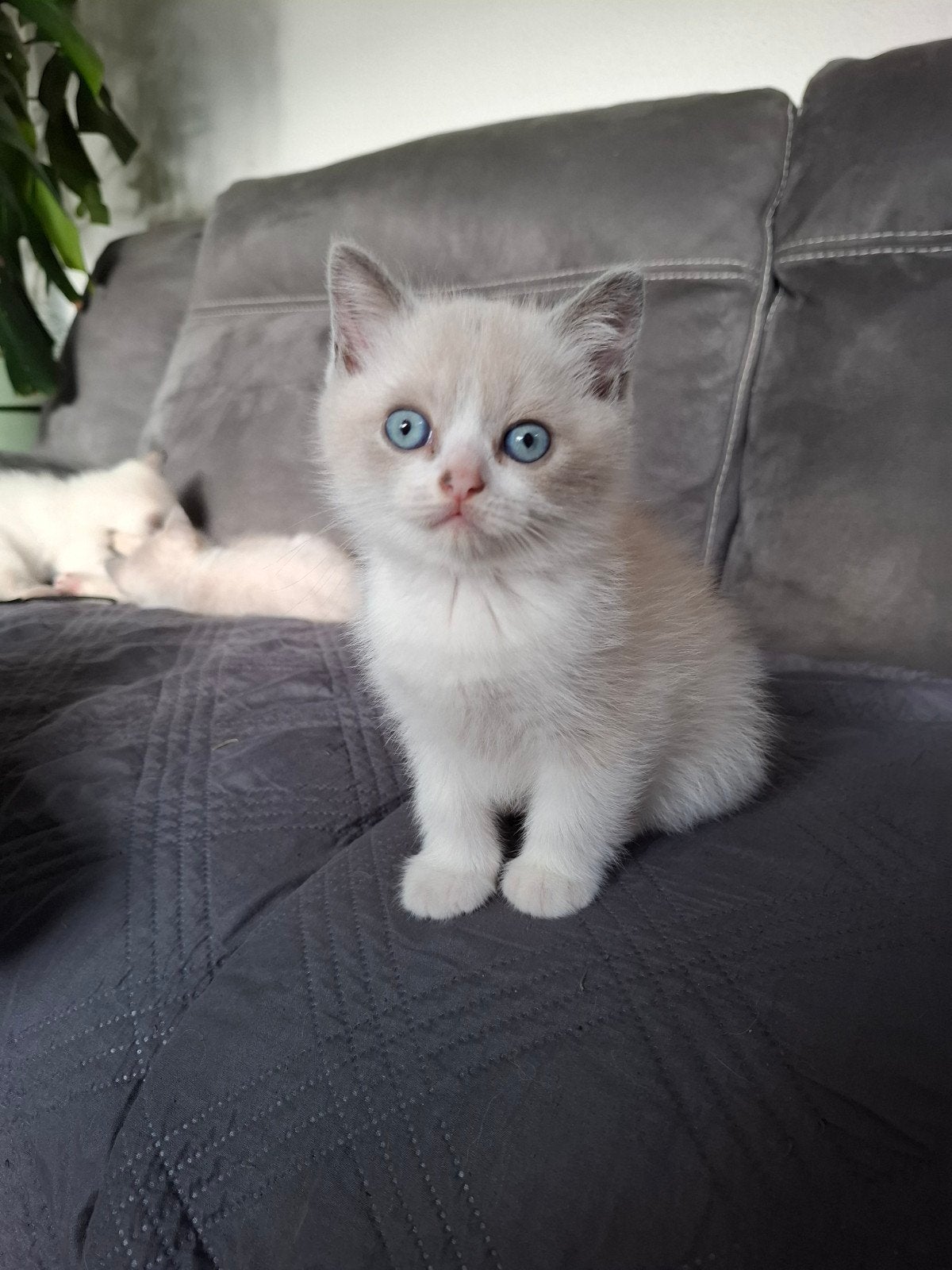 Britse korthaar kittens, Meerdere dieren