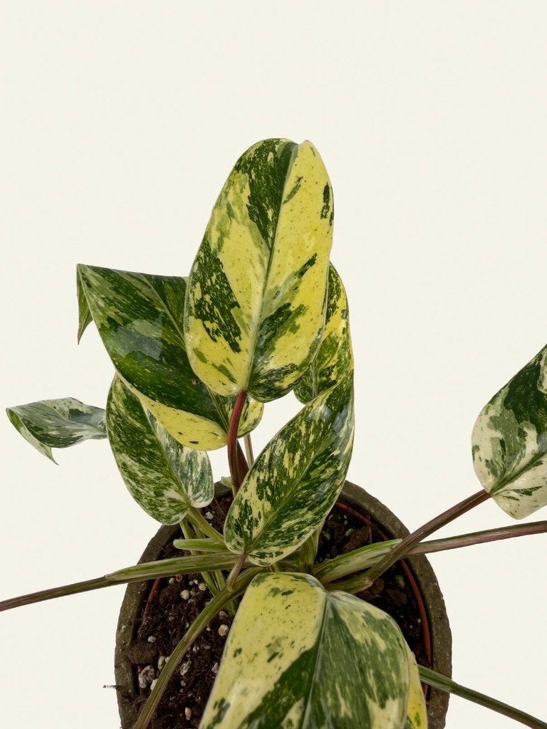 Philodendron Emerald Queen p12, Huis en Inrichting, Kamerplanten, Ophalen of Verzenden, In pot, Halfschaduw, Minder dan 100 cm