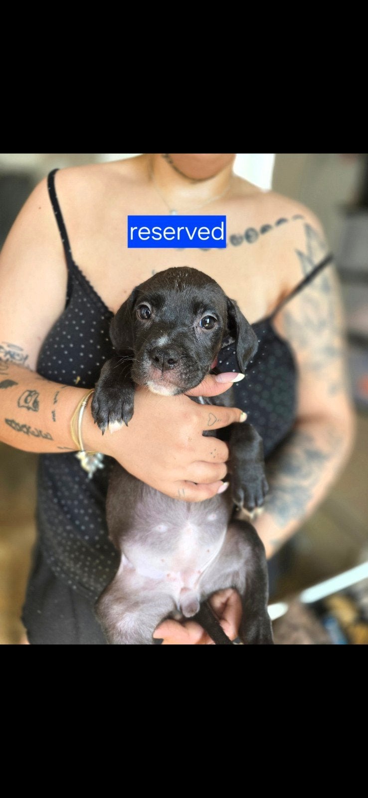 Xxl bully pupps, Dieren en Toebehoren, Honden | Bulldogs, Pinschers en Molossers, HCC (leverziekte), Overige rassen, 8 tot 15 weken