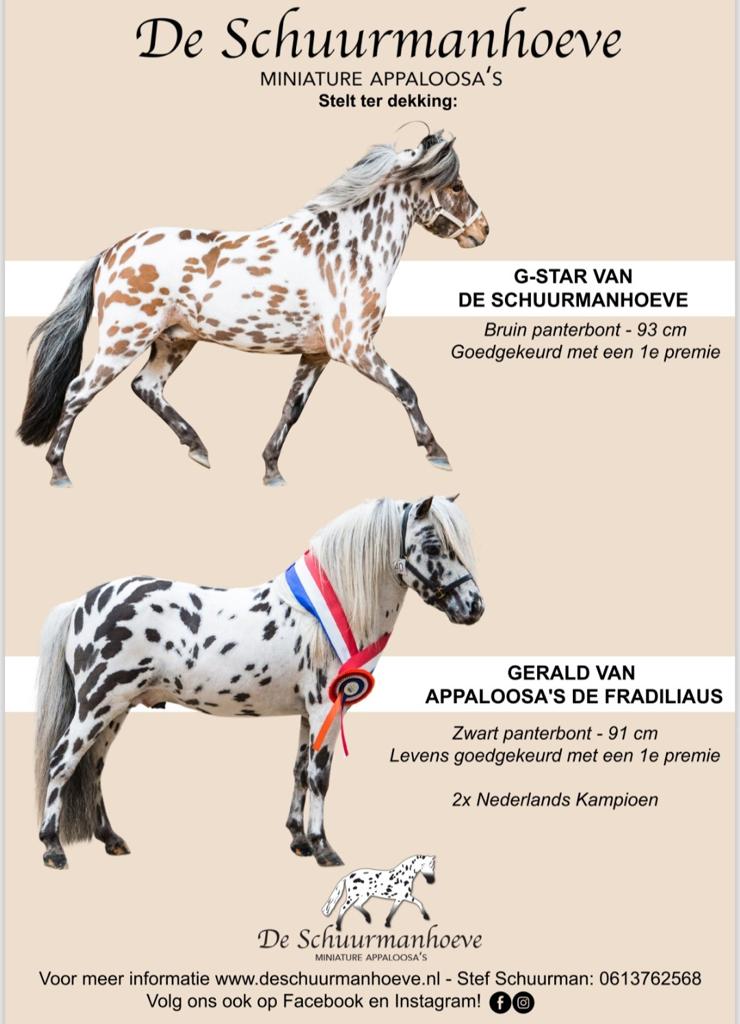 Appaloosa dekhengsten ter dekking, Dieren en Toebehoren, Meerdere dieren