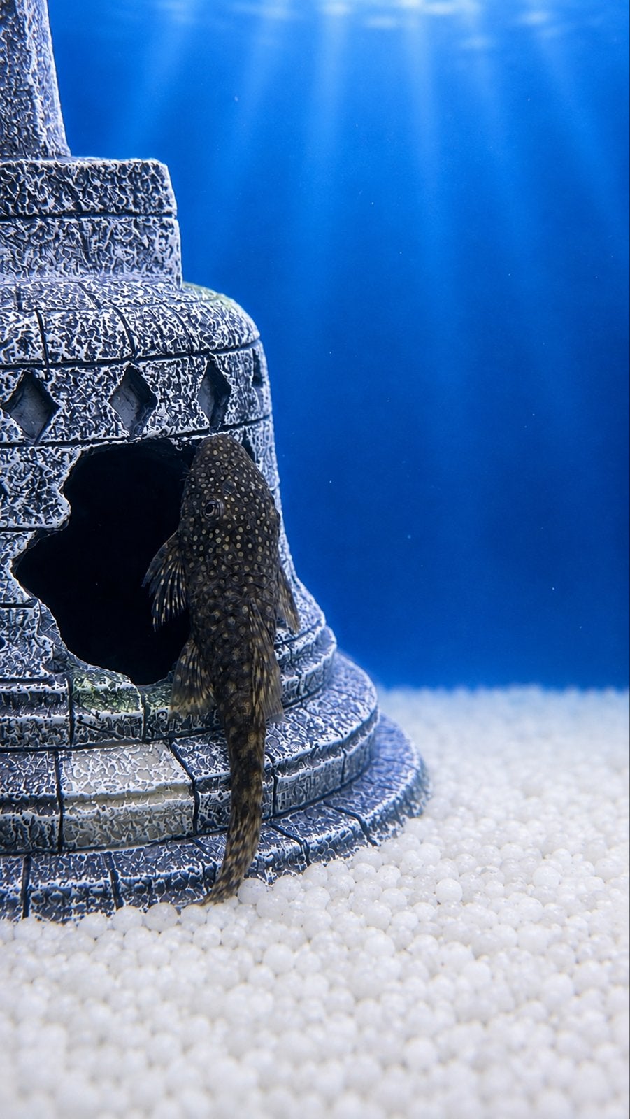 Pleco (algeneter), Vis, Zoetwatervis