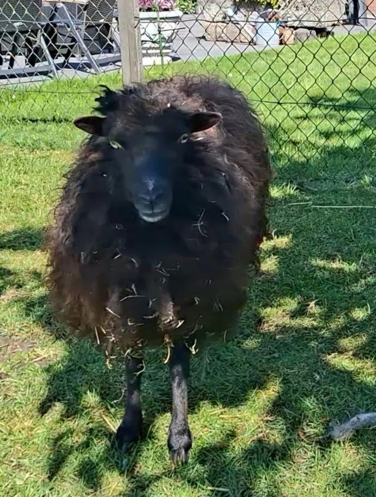 Ouessantschaapjes, Meerdere dieren, Schaap, 0 tot 2 jaar