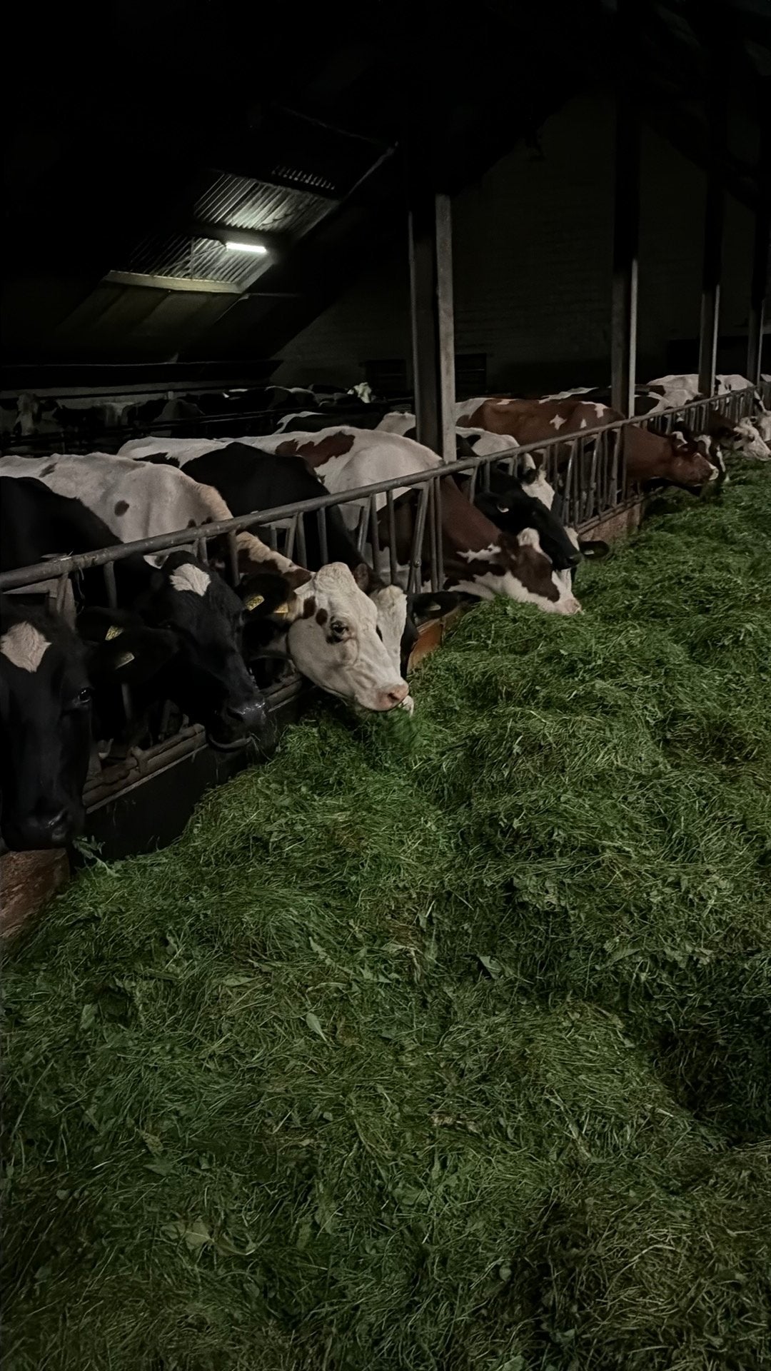 Gras op stam, Ophalen of Verzenden, Vee