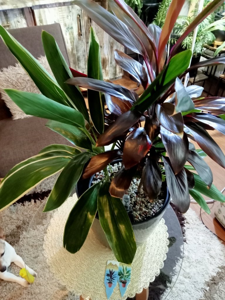 Cordyline fruticosa, Ophalen, Volle zon, Minder dan 100 cm