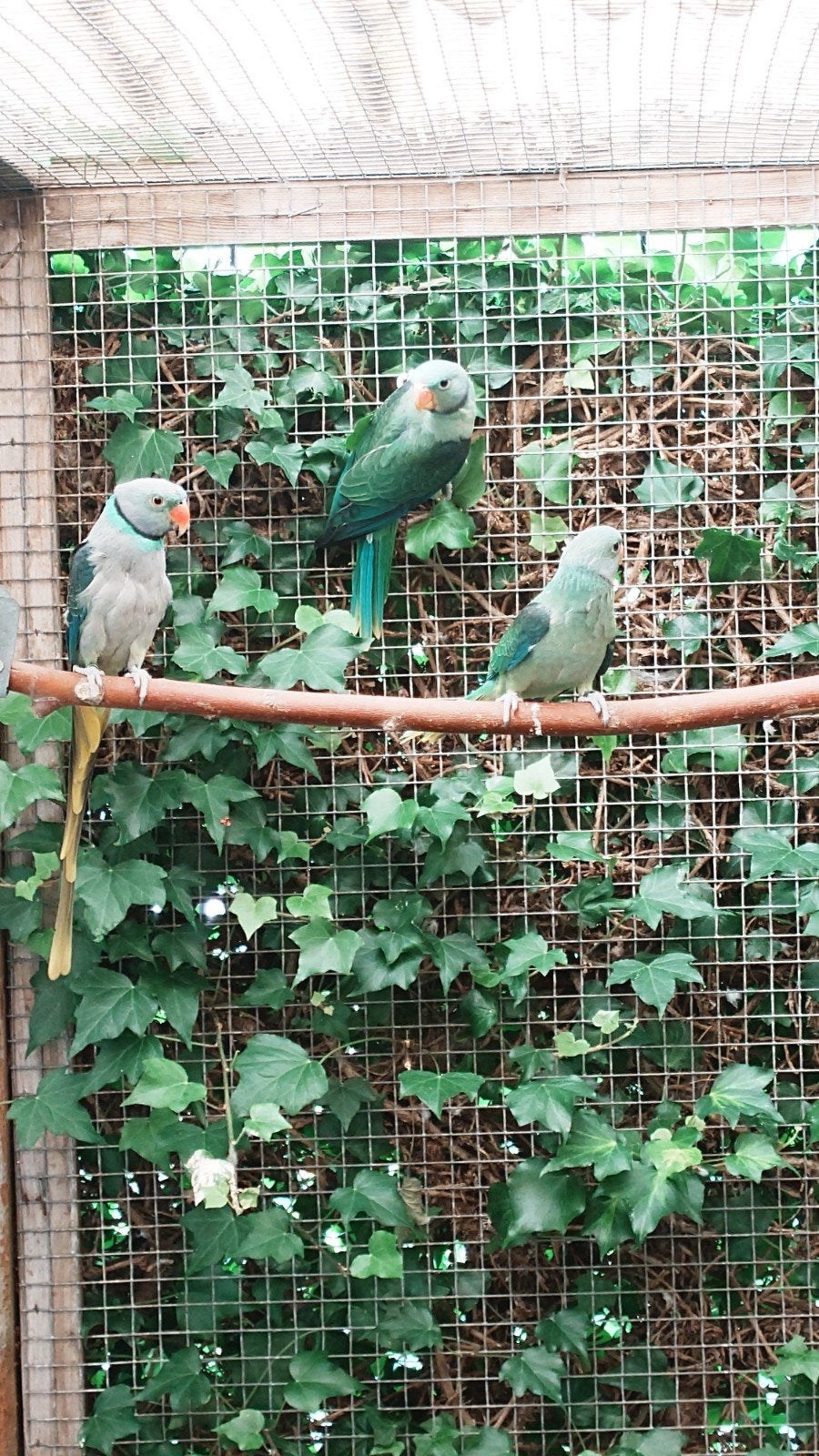 Te koop Malabar parkieten, Meerdere dieren, Parkiet