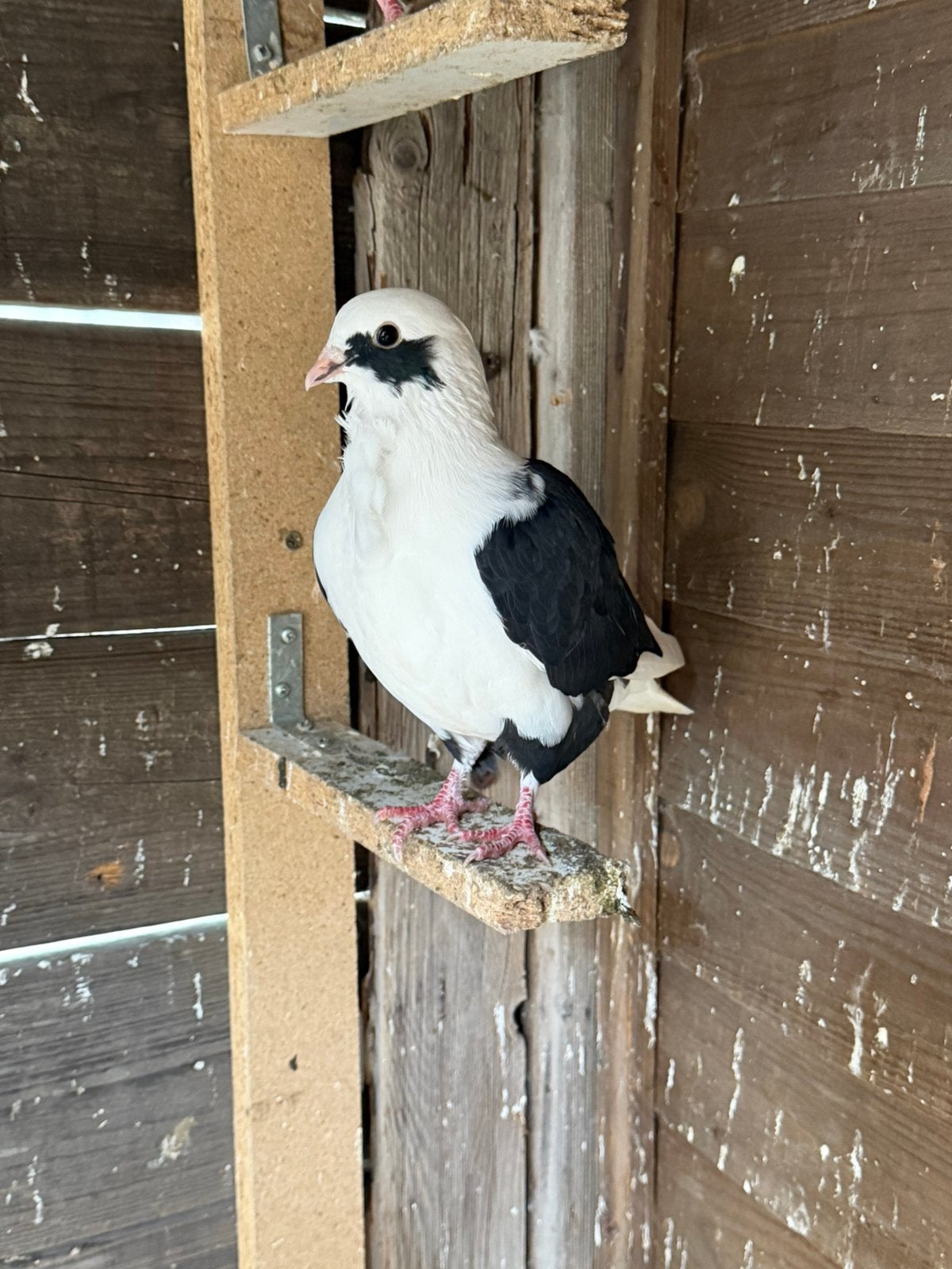 Sierduiven, Dieren en Toebehoren, Vrouwelijk, Overige soorten
