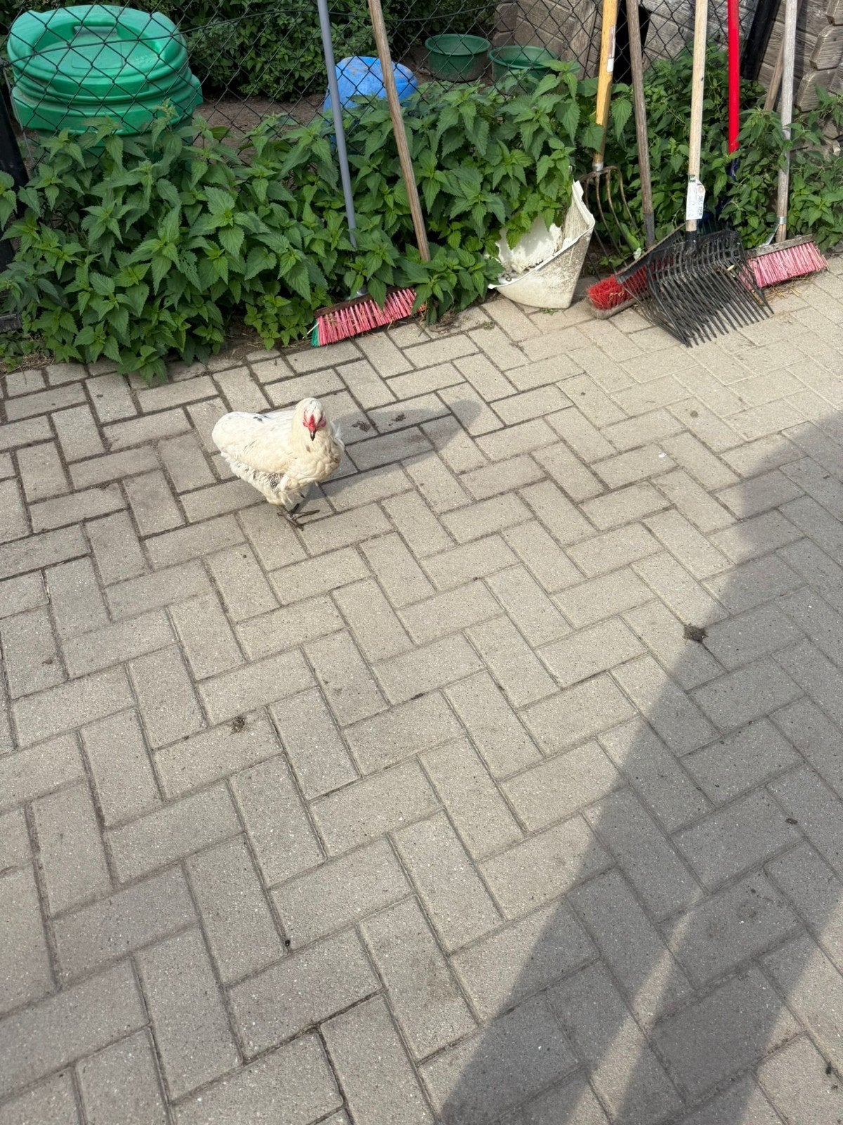25 kippen, Dieren en Toebehoren, Meerdere dieren, Kip
