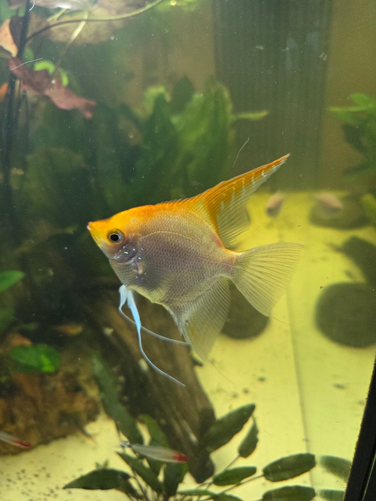 maanvis (Gold ~10cm), Dieren en Toebehoren, Vis, Zoetwatervis