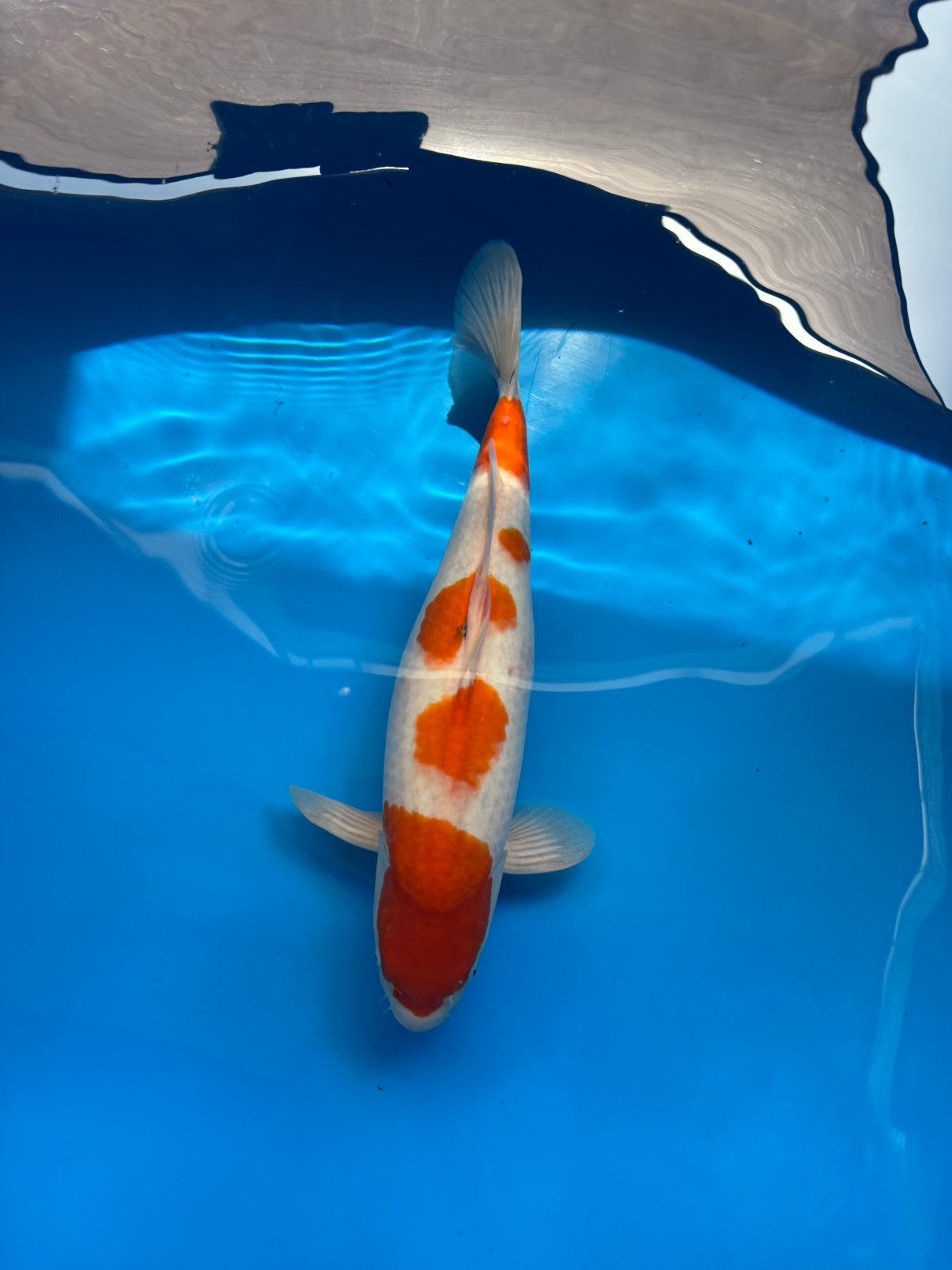 Sanke female taniguchi, Dieren en Toebehoren, Karper of Koi