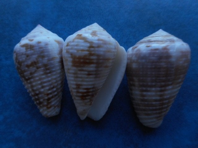 Schelpen: Conus catus rubrapapillosa Dautz f++g 33-37mm+, Ophalen of Verzenden, Schelp(en)