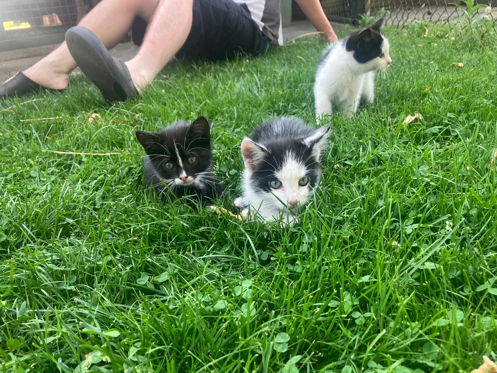 Kittens europeese korthaar, Meerdere dieren, Kortharig, 0 tot 2 jaar