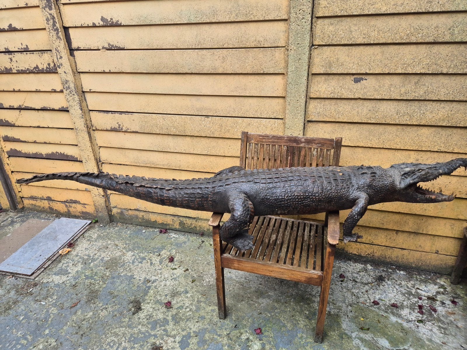 Opgezette Krokodil - Indrukwekkend Decoratiestuk, Verzamelen, Ophalen, Gebruikt, Reptiel of Amfibie, Opgezet dier
