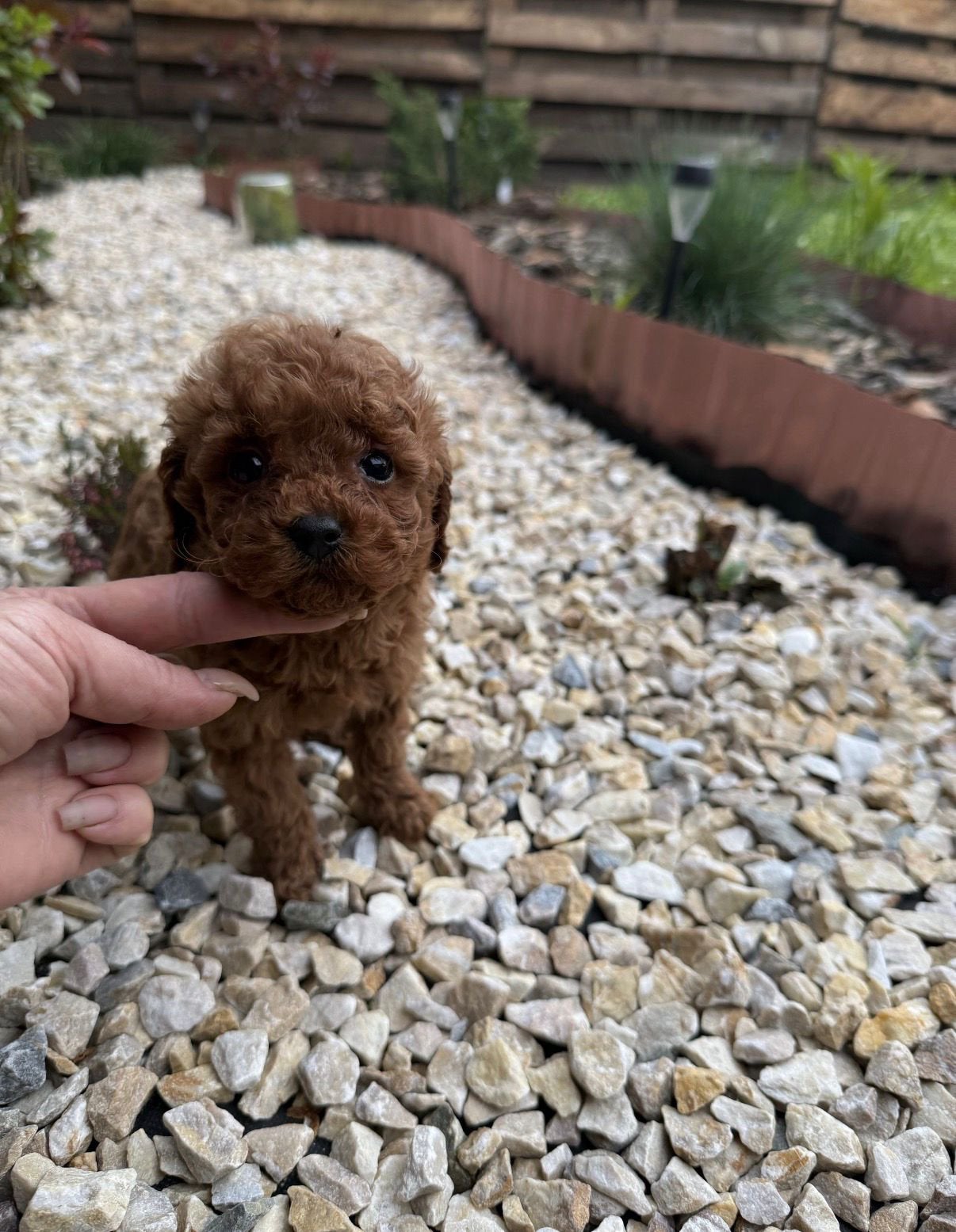 Toy Poodle|Toy poodel Lola, Dieren en Toebehoren, Honden | Chihuahua's en Gezelschapshonden, Reu, Poedel, Particulier, Eén hond