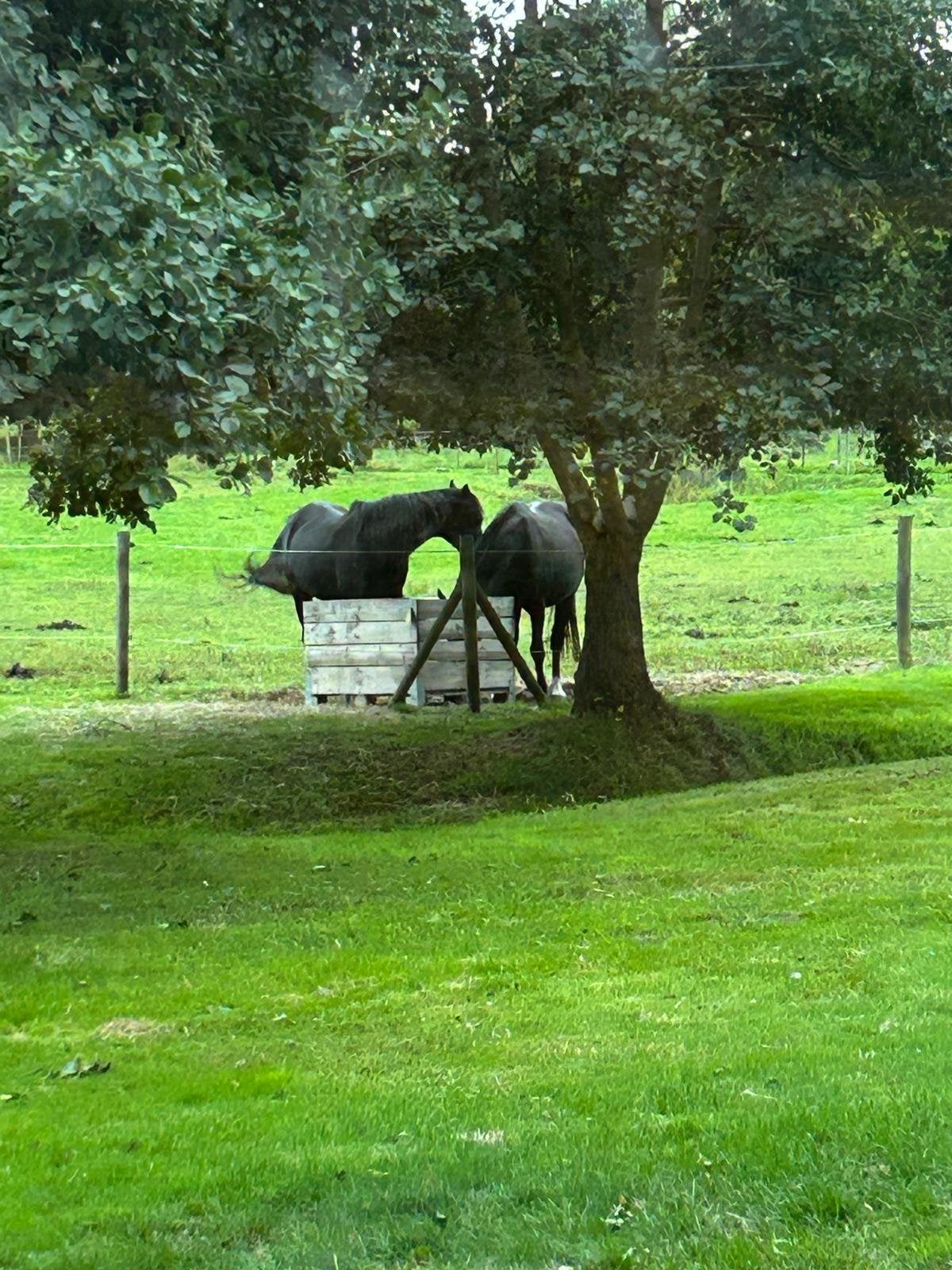 Paarden hulp gezocht, Dieren en Toebehoren, Stalling en Weidegang