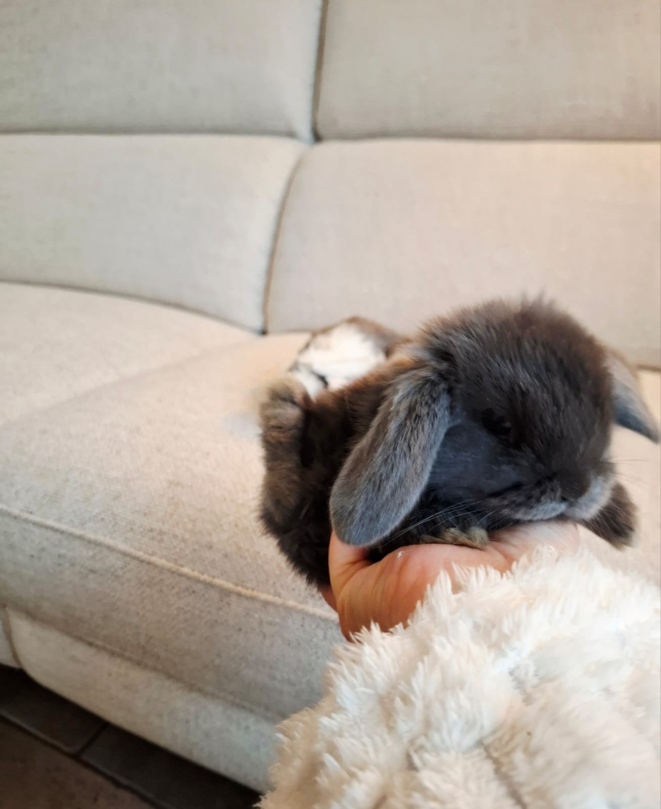 Prachtig lief Raszuiver Minilopjes met liefde opgegroeid 7wk, Meerdere dieren, Dwerg, Hangoor, 0 tot 2 jaar