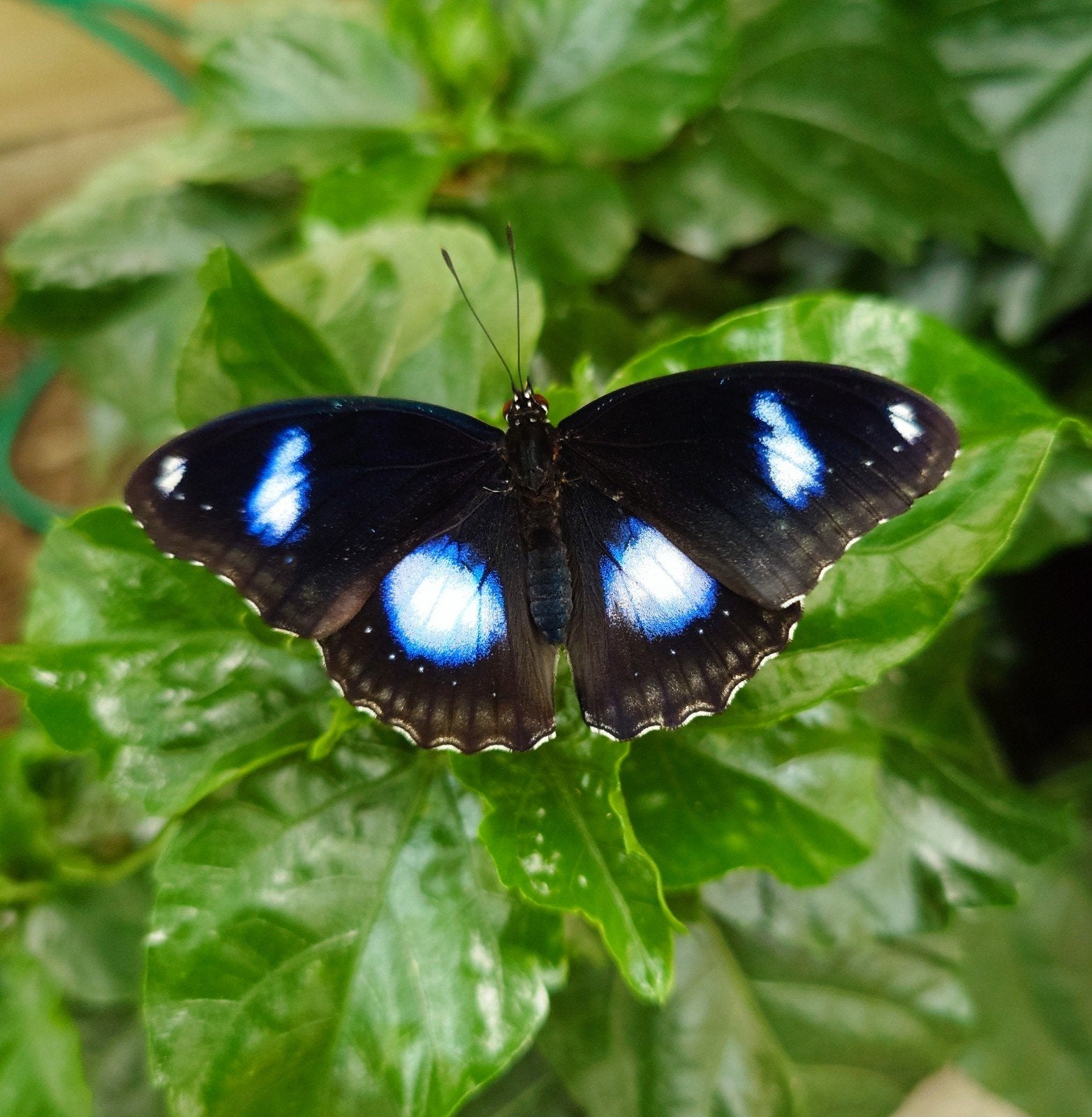 Hypolimnas bolina vlinderpop – tropische blauwe vlinder, Dieren en Toebehoren, Vlinders of Rupsen