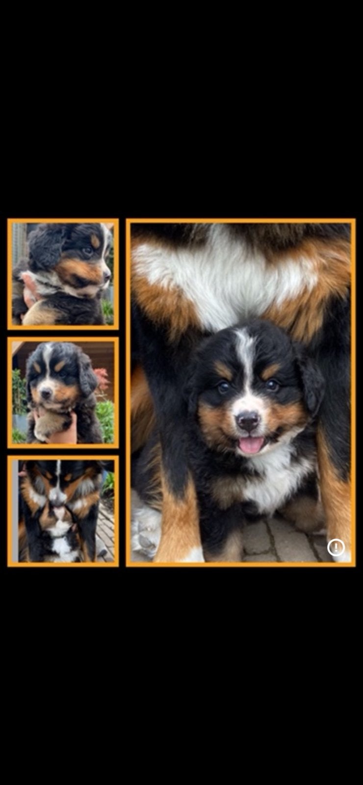 Berner sennen pup met stamboom, Parvo, 8 tot 15 weken, Eén hond, Nederland