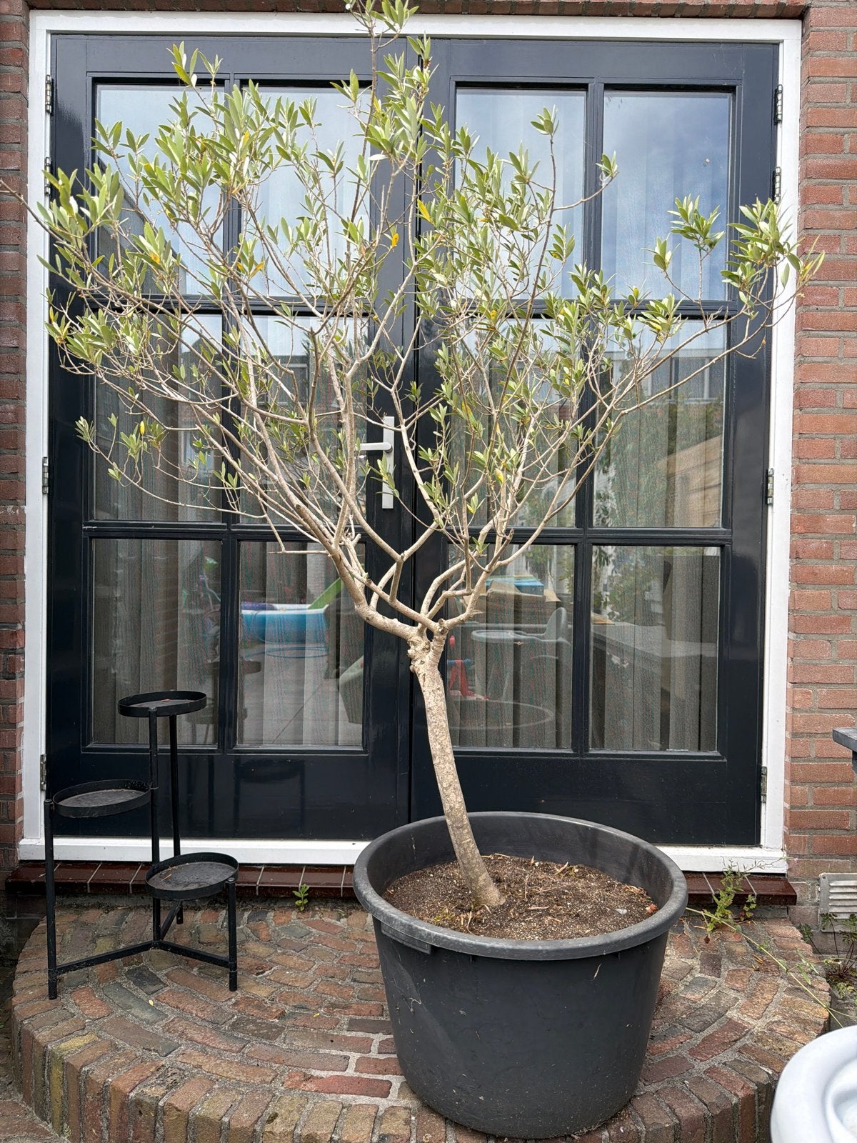 Mooie winterharde olijfboom in plastic kuip, Volle zon, Vaste plant, Bloeit niet, Ophalen