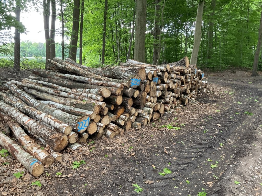 Stapels berkenstammen beschikbaar - met levering of EXW, Tuin en Terras, Haardhout, 6 m³ of meer, Ophalen of Verzenden, Berkenhout