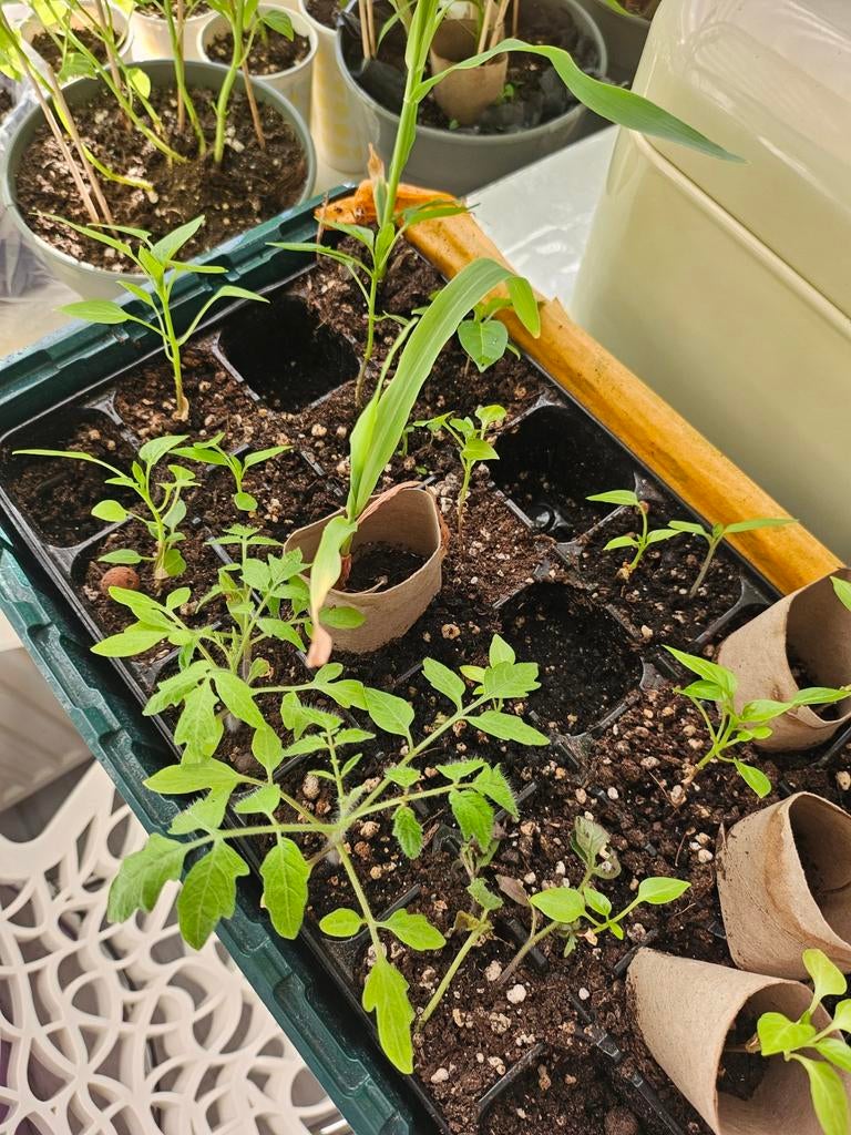 Maïs, peper,meloen..plantjes..Ruilen.., Ophalen, Eenjarig, Groenteplanten, Volle zon