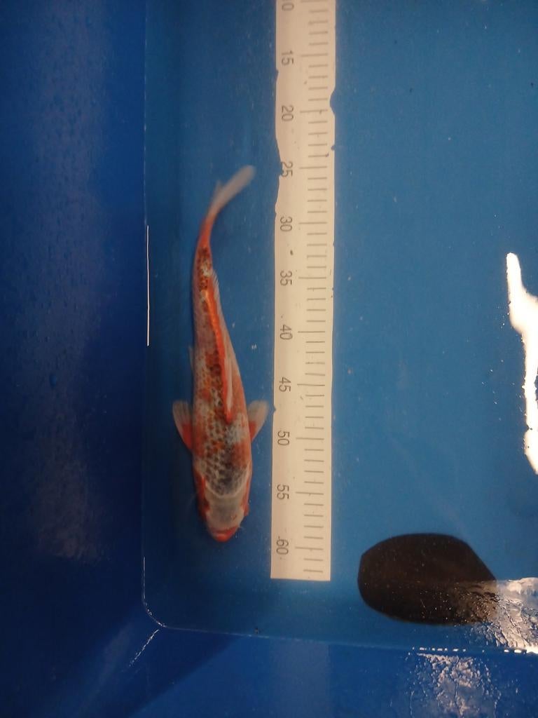 Asagi 33 cm (euro koi), Dieren en Toebehoren, Vissen | Vijvervissen, Karper of Koi
