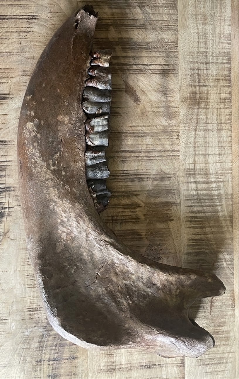 complete onderkaak wolharige neushoorn, Ophalen of Verzenden, Fossiel