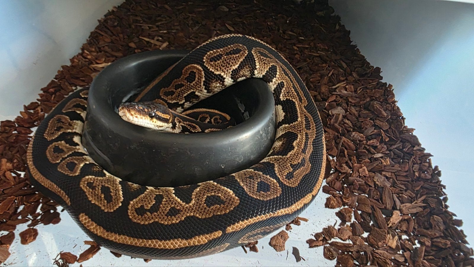 KoningsPython Black Pastel Het Ultramel man Ball Python - male for sale from E. Heuperman