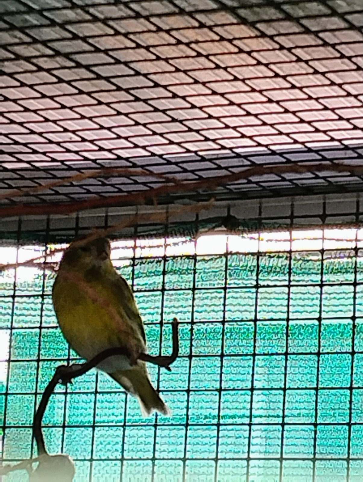 Europese Sijs, Dieren en Toebehoren, Mannelijk, Wildzangvogel, Geringd