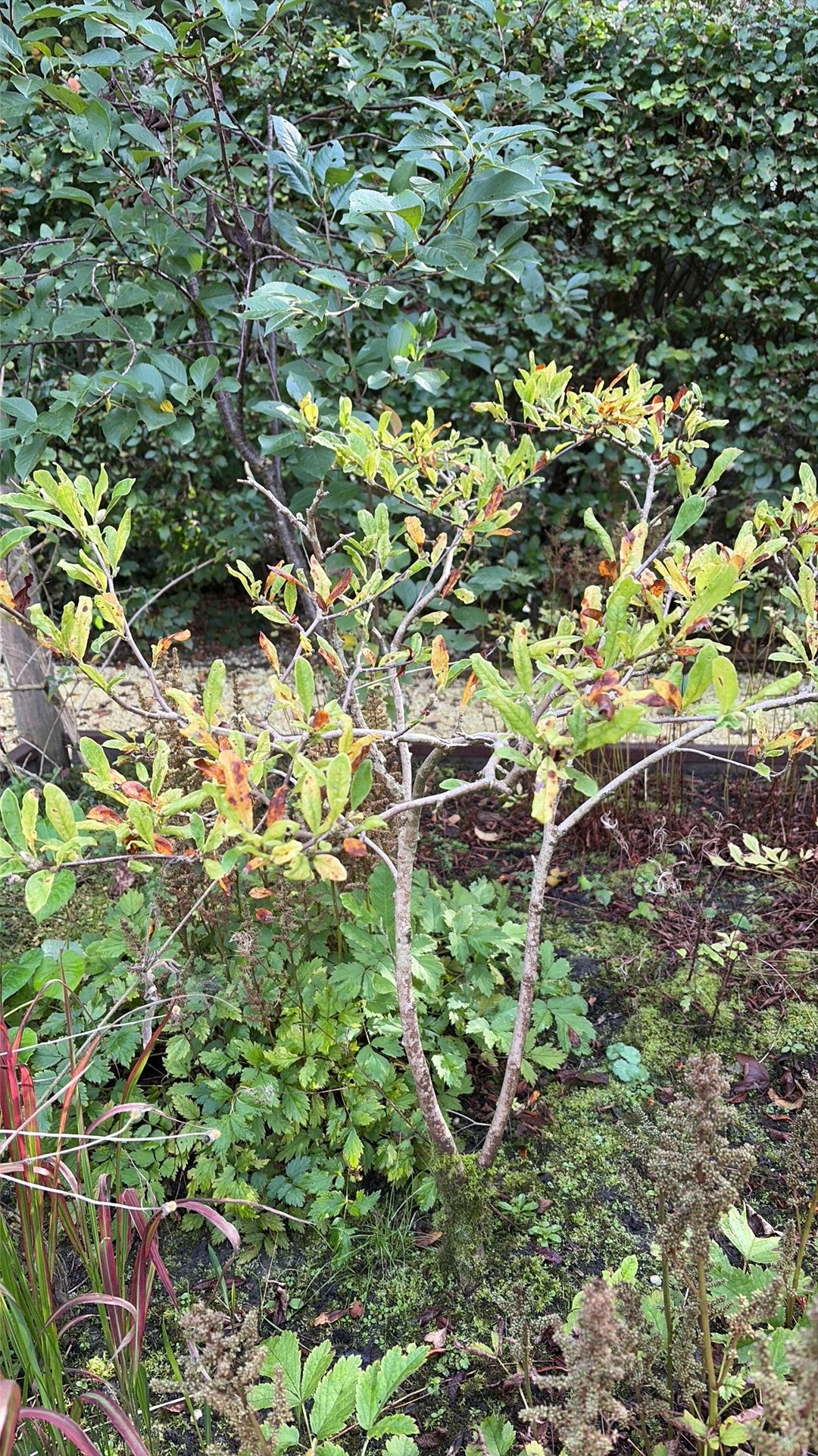 Witte Magnolia, Ophalen, Overige soorten, Struik, Minder dan 100 cm