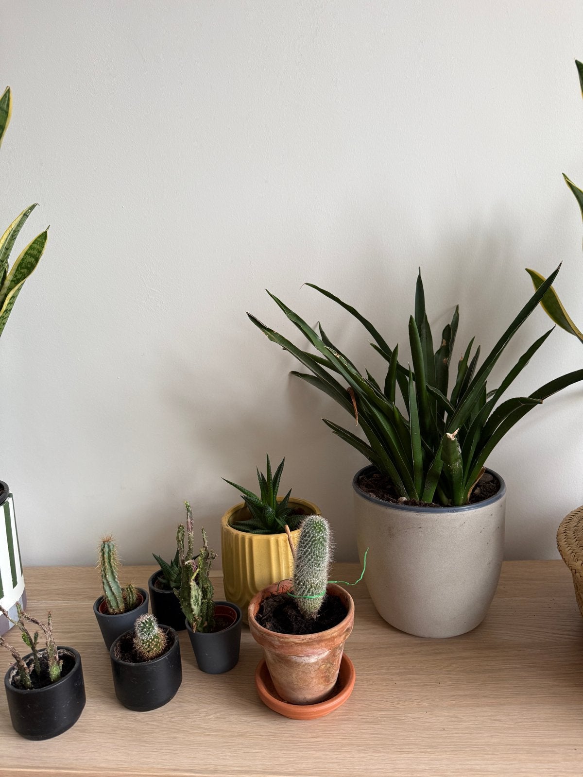 Set van diverse cactussen, Ophalen, Minder dan 100 cm, In pot, Cactus