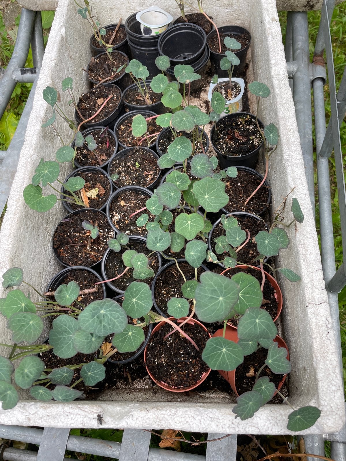 Kist vol eetbare Oost-Indische Kers met diep oranje bloemen, Ophalen, Volle zon, Groenteplanten, Eenjarig