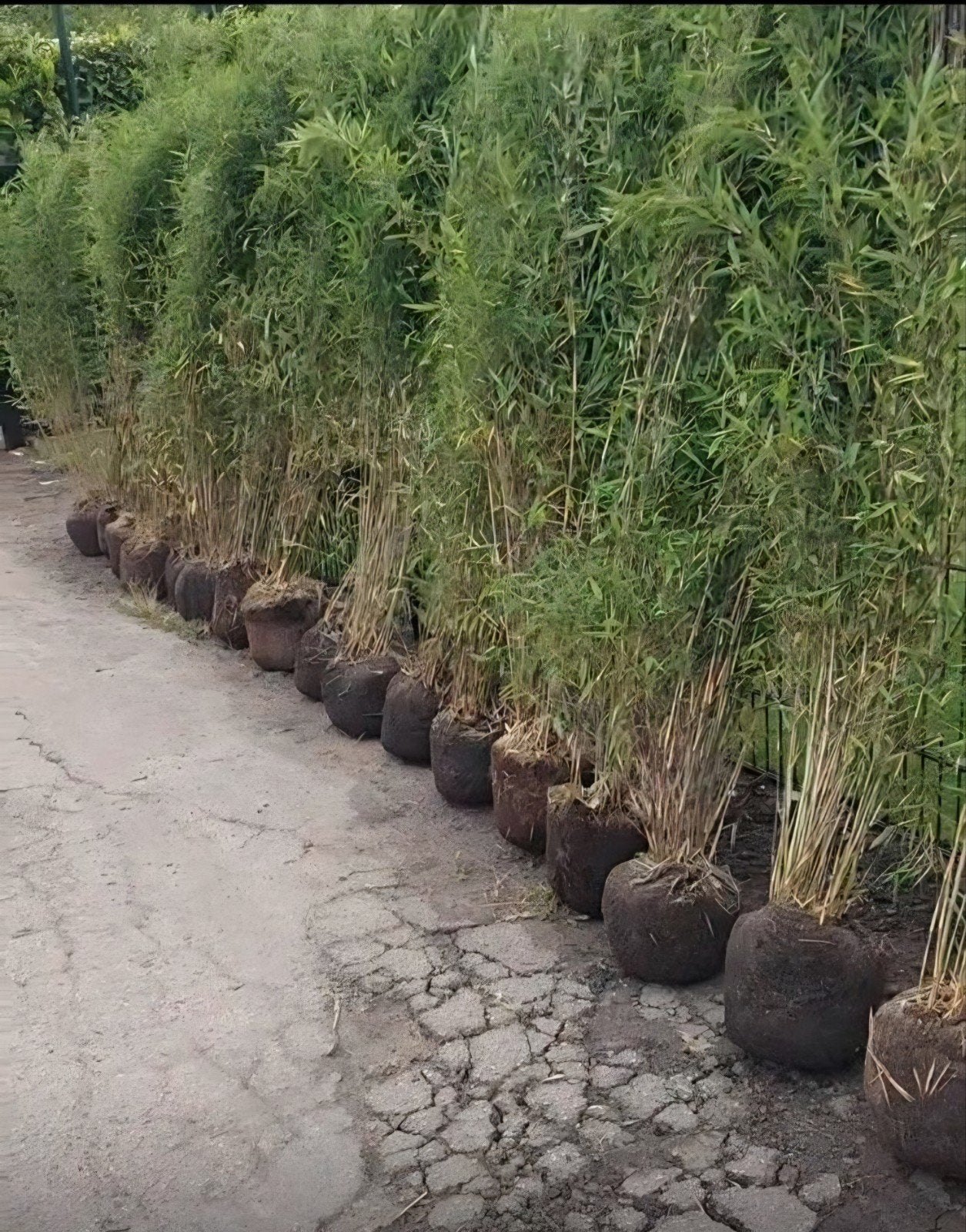 Bamboe  , niet woekerend bamboes , fargesia soorten, Tuin en Terras, Ophalen, Bloeit niet, Overige soorten, Halfschaduw