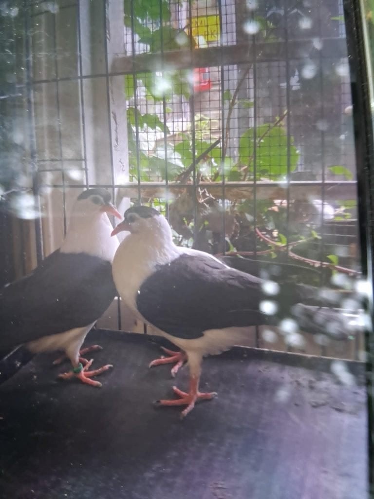 sierduif, Dieren en Toebehoren, Mannelijk