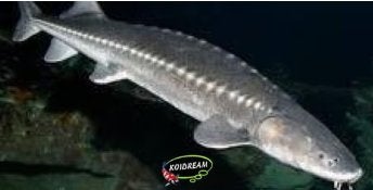 Zeldzaam: A. Transmontanus steur ca 60 / 70 cm - Koidream, Steur