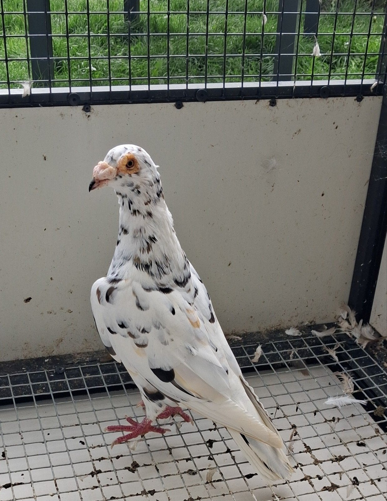 mooi koppel kleurpostduiven, Meerdere dieren, Postduif
