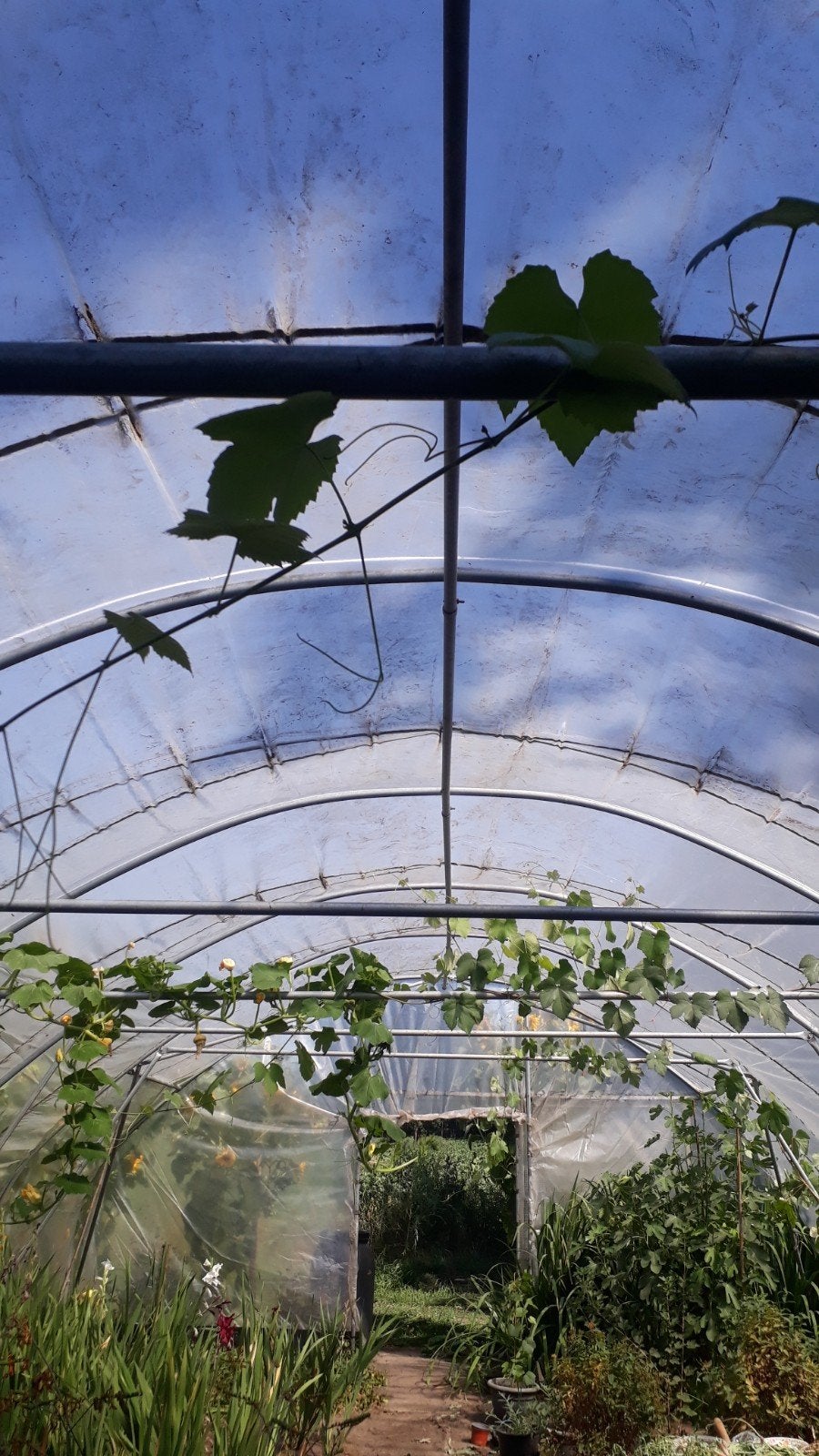 Tunnelkas/planten of Kweekkas, Ophalen, Nieuw, Staal