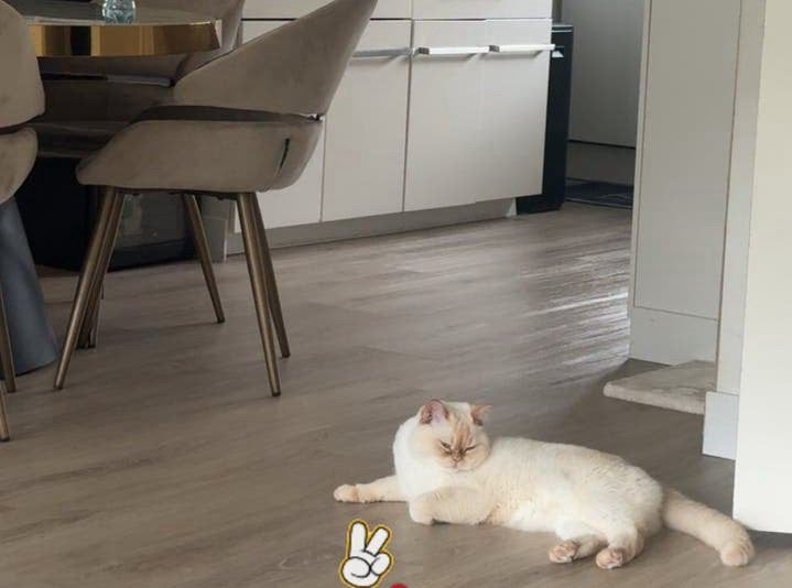 Gouden mandje gezocht voor lieve Mochi, Ragdoll x Pers, Kater, Langharig, 0 tot 2 jaar