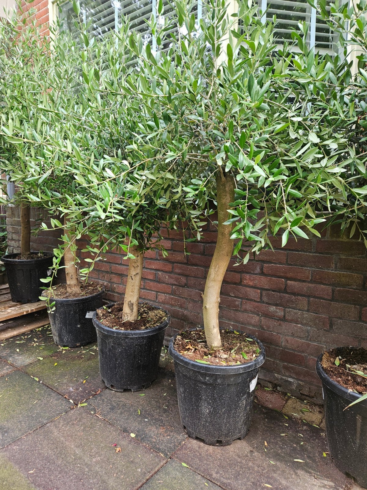 VADERDAG ACTIE: olijfbomen van 99 voor 89 euro, Tuin en Terras, Planten | Bomen, Volle zon, Ophalen of Verzenden, 100 tot 250 cm