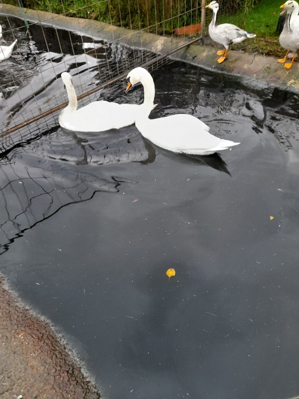 gevraagd witte en zwarte zwanen 0657246852., Dieren en Toebehoren, Pluimvee, Meerdere dieren, Gans of Zwaan