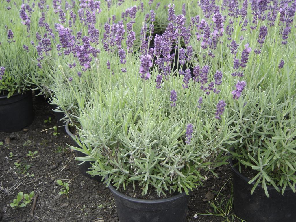 mooie Lavendel te koop al vanaf €1,75, Tuin en Terras, Planten | Tuinplanten, Ophalen, Vaste plant, Overige soorten, Volle zon