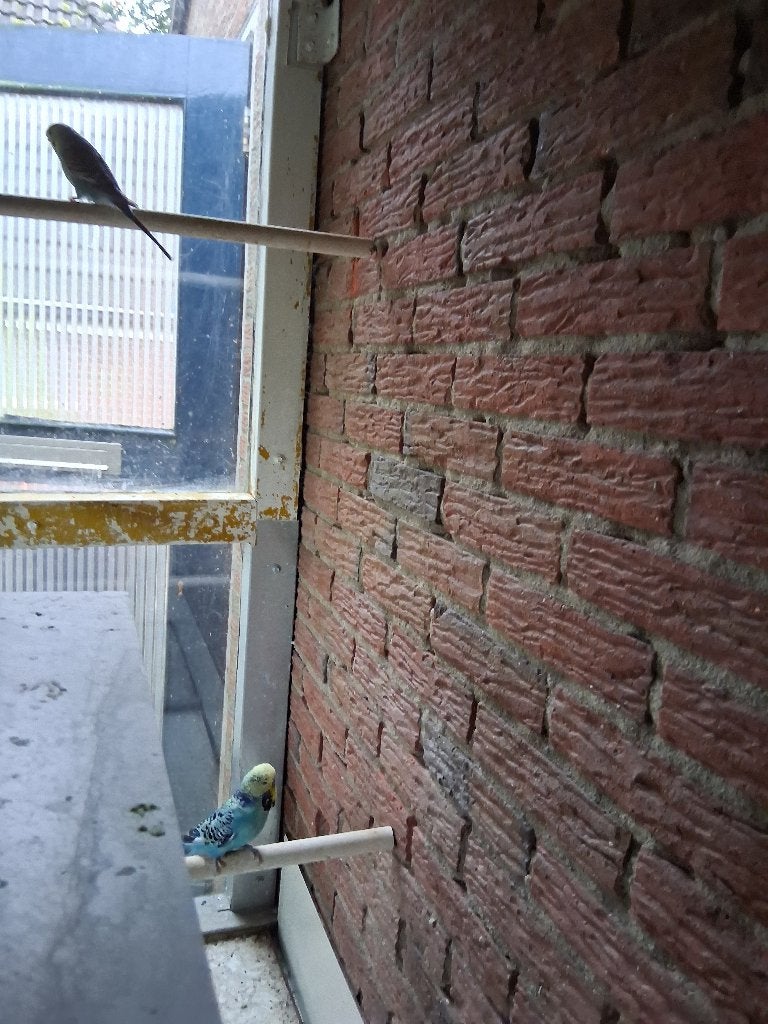 Te koop 2 parkieten, Dieren en Toebehoren, Meerdere dieren, Parkiet