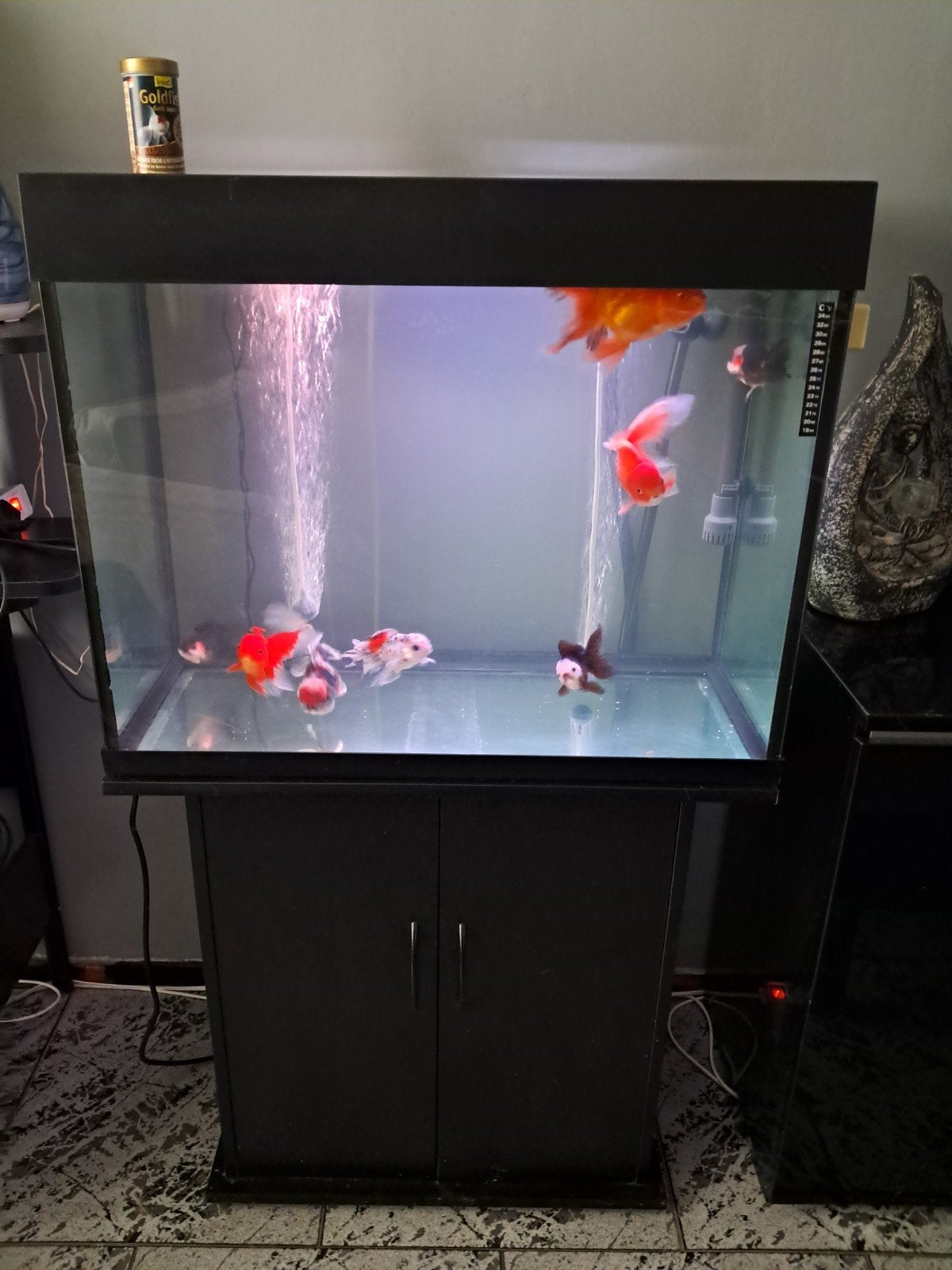 oranda's 8 stuk met compleet aquarium, Ophalen, Gebruikt, Verlichting of Verwarming, Overige merken